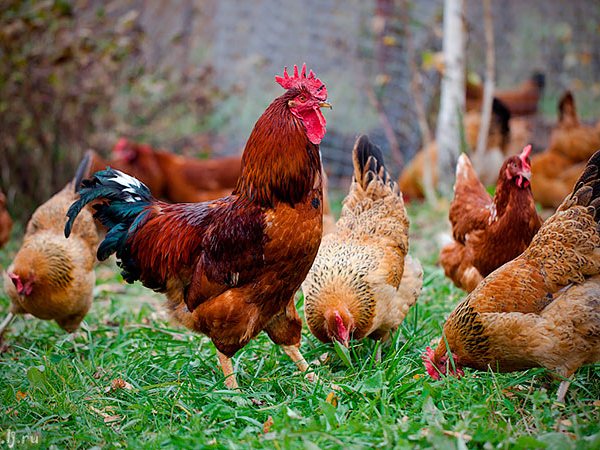 Породы куриц | ЗооТом - продажа, вязка и услуги для животных в Таганроге
