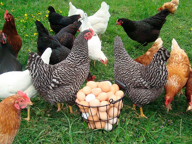 Содержание кур и уход за ними | ЗооТом - продажа, вязка и услуги для животных в Таганроге