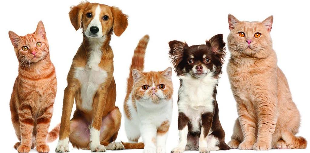 Доска объявлений о животных | ЗооТом - продажа, вязка и услуги для животных в Таганроге