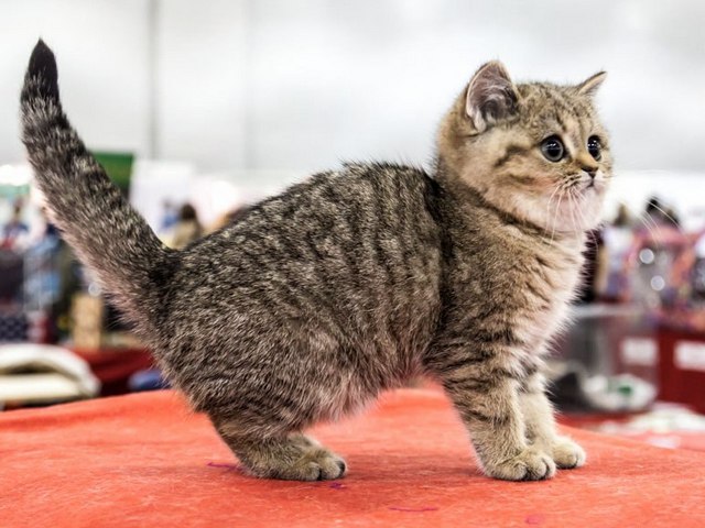 Породы кошек в Таганроге | ЗооТом портал о животных