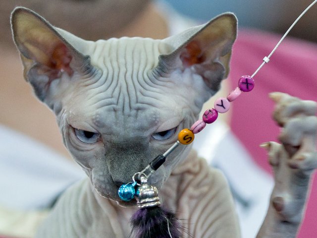 Выставки кошек в Таганроге | ЗооТом портал о животных