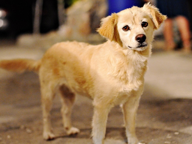Породы собак в Таганроге | ЗооТом портал о животных