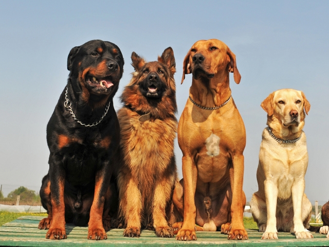 Крупные породы собак в Таганроге | ЗооТом портал о животных