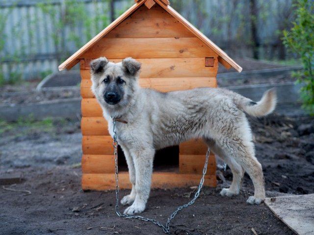 Все о собаках в Таганроге
